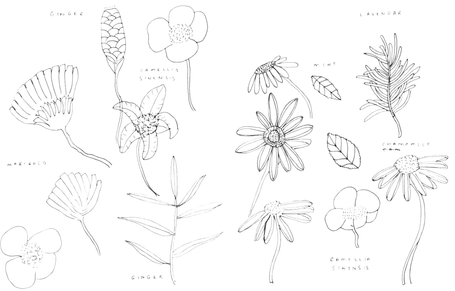 camelliatea-drawings.jpg